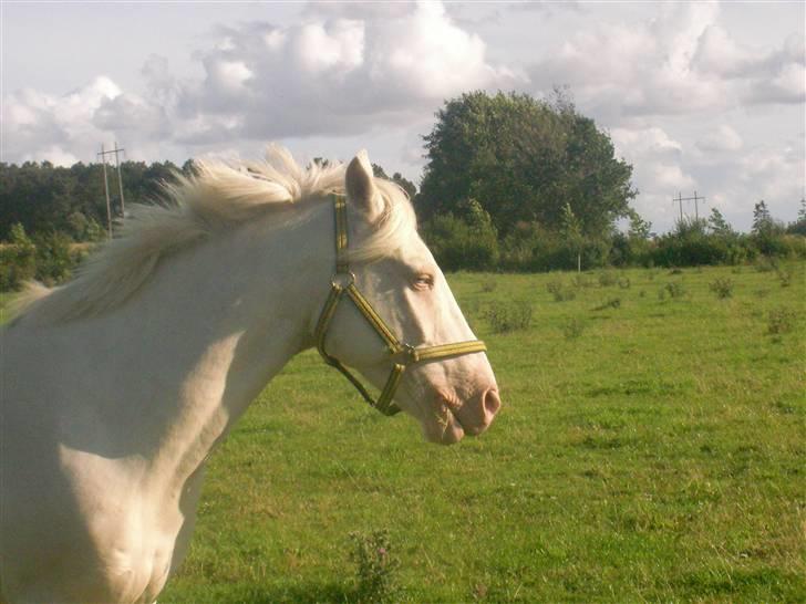 Anden særlig race Shadow *SOLGT* billede 9