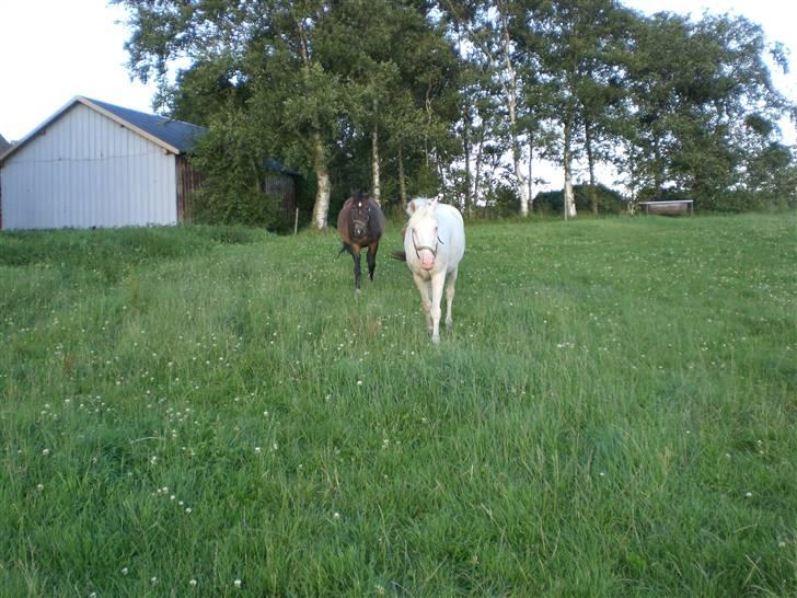Anden særlig race Shadow *SOLGT* billede 11