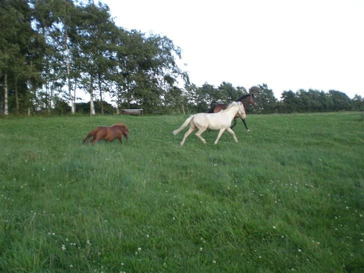 Anden særlig race Shadow *SOLGT* billede 12