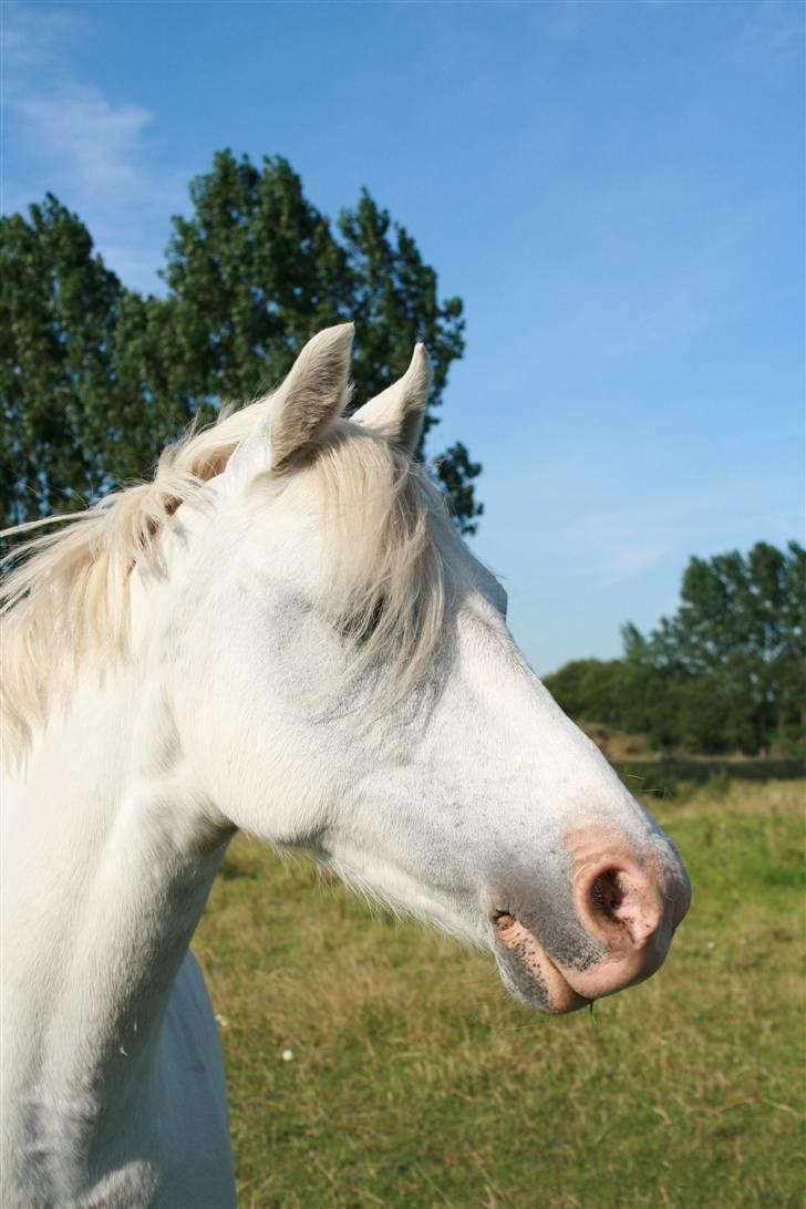 Welsh Pony (sec B) Lyngvejens Chanti - Billede nr. 9 Fine Chanti´s hoved fra fold billede 9