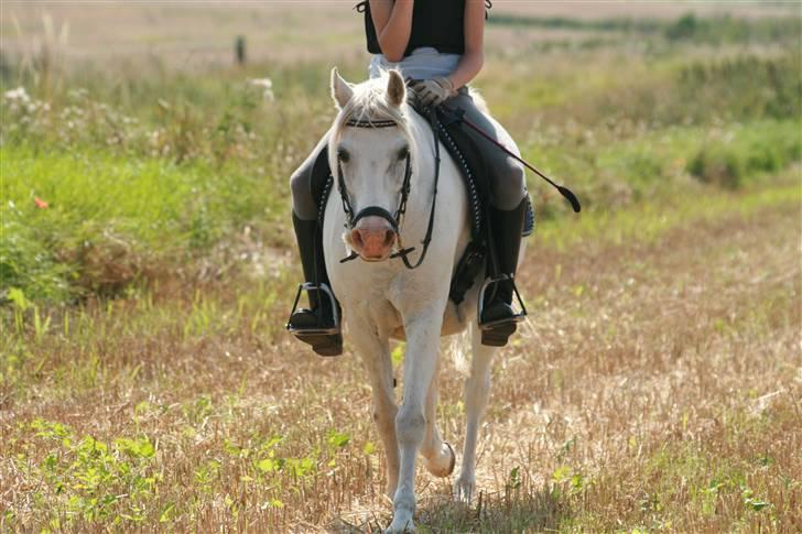 Welsh Pony (sec B) Lyngvejens Chanti - Billede nr. 10 Puuha billede 10