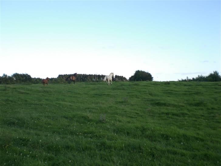 Anden særlig race Shadow *SOLGT* billede 13