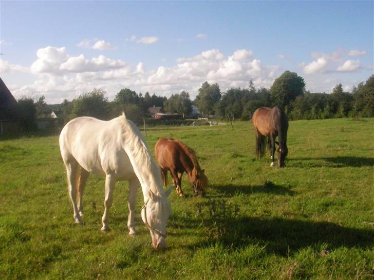 Anden særlig race Shadow *SOLGT* billede 14