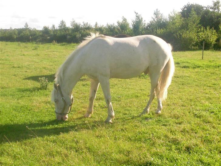 Anden særlig race Shadow *SOLGT* billede 16