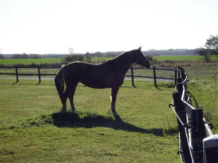 New Forest Wicked Pure Gold *SOLGT* - Et gammelt billed af Goldy fra ca. 2004-05 billede 15