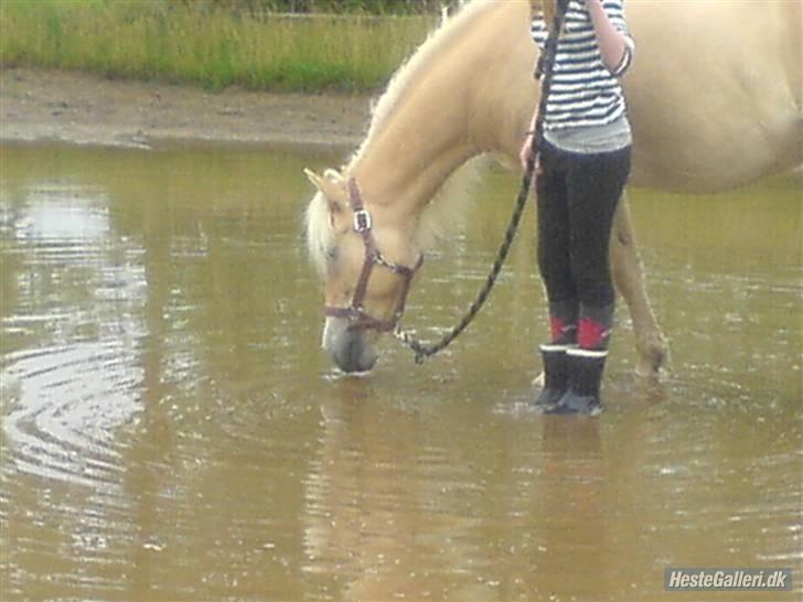 Anden særlig race Daisy <3 ' savnes /; - 6# her mig og trine igen i den kææmpe vandpyt . det var faktisk ret sjovt når man først var kommet ud i vandet [; billede 6