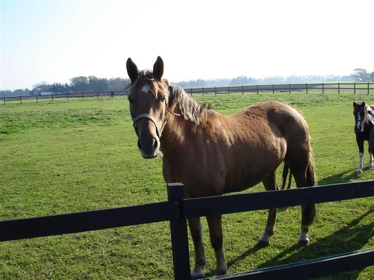 New Forest Wicked Pure Gold *SOLGT* - Goldy på marken ved vores gamle gård billede 17