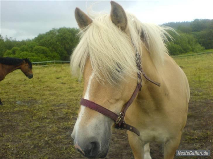 Anden særlig race Daisy <3 ' savnes /; - 10# jeg var lige henne og sige hej til trine efter hun havde været på ferie i 3 uger . på dette tidspnukt var jeg på sommergræs hvor jeg blev rigtig tyk ! billede 10