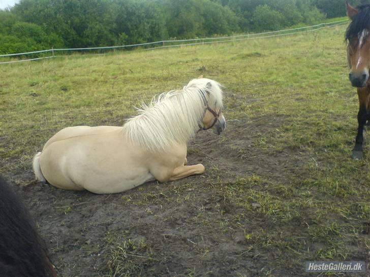 Anden særlig race Daisy <3 ' savnes /; - 11# jeg lå lige og slappede af da trine kom for at sige hej til mig efter hun havde været på ferie i 3 uger . på dette tidspunkt er jeg på sommergræs hvor jeg blev rigtig tyk ! billede 11