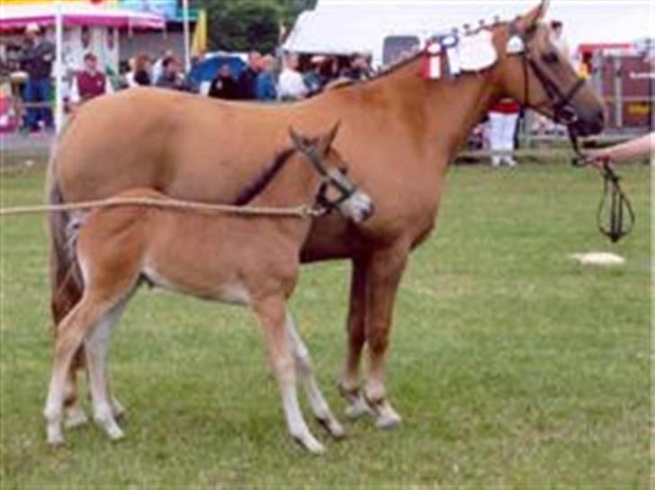 New Forest Wicked Pure Gold *SOLGT* - Goldy med Holmens Gold Holly på Hjørring dyrskue 2004 billede 18