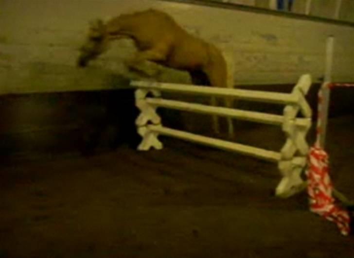 Anden særlig race                     Rain  billede 17