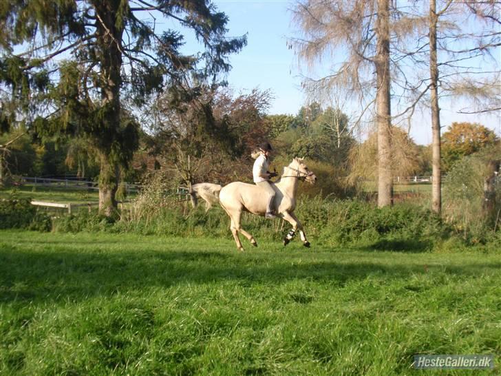 Anden særlig race                     Rain  billede 18