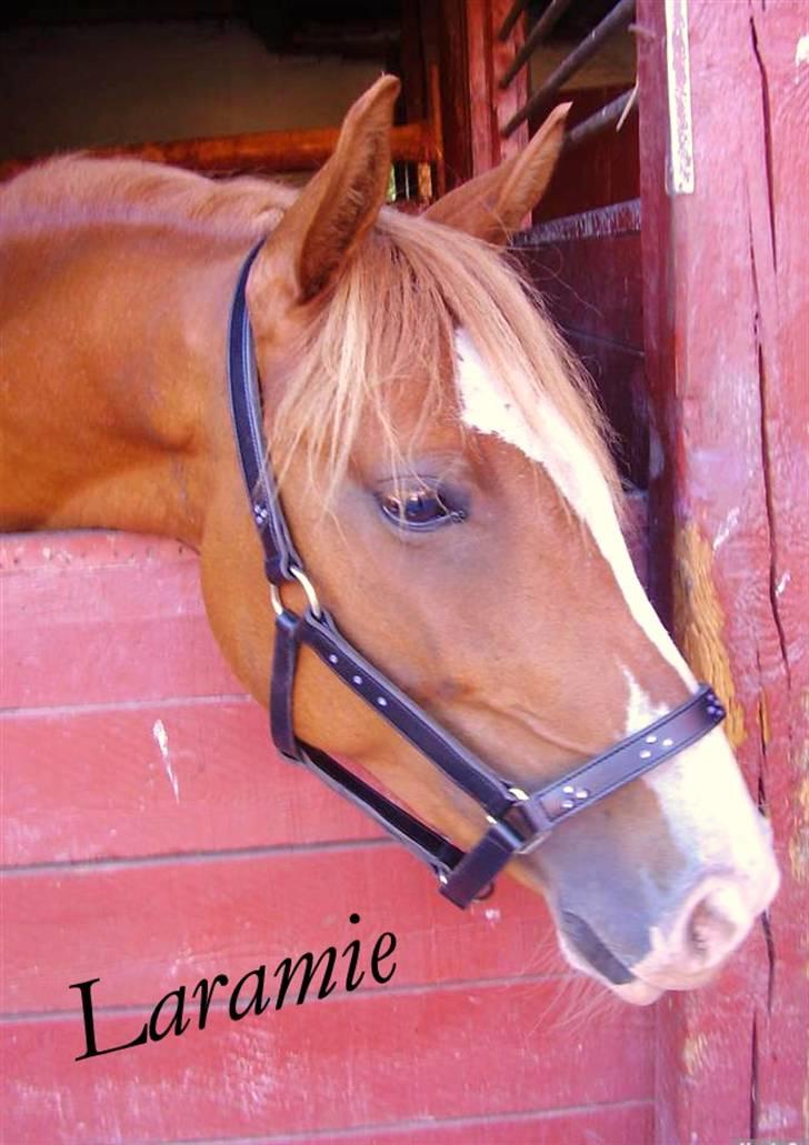 DSP Laramie'<3 - *R.I.P - Skønne Laramie <3 billede 1