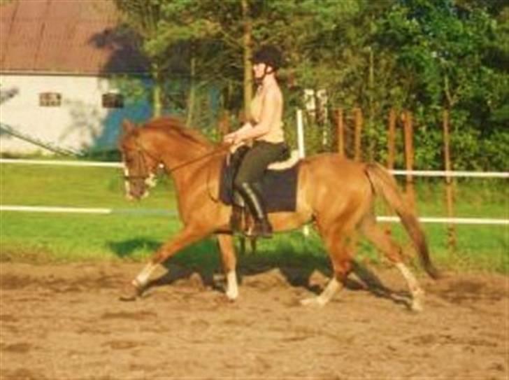 DSP Laramie'<3 - *R.I.P - galop - gamle ejer billede 2