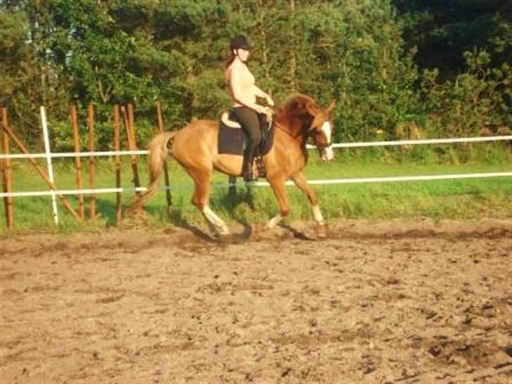 DSP Laramie'<3 - *R.I.P - Laramie i galop :D - gamle ejer billede 3
