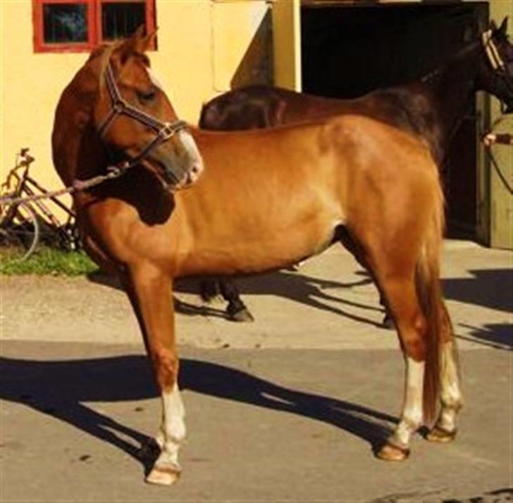 DSP Laramie'<3 - *R.I.P - den dejlige <3 billede 7