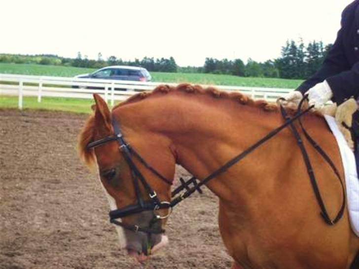 DSP Laramie'<3 - *R.I.P - til stævne <3 billede 8