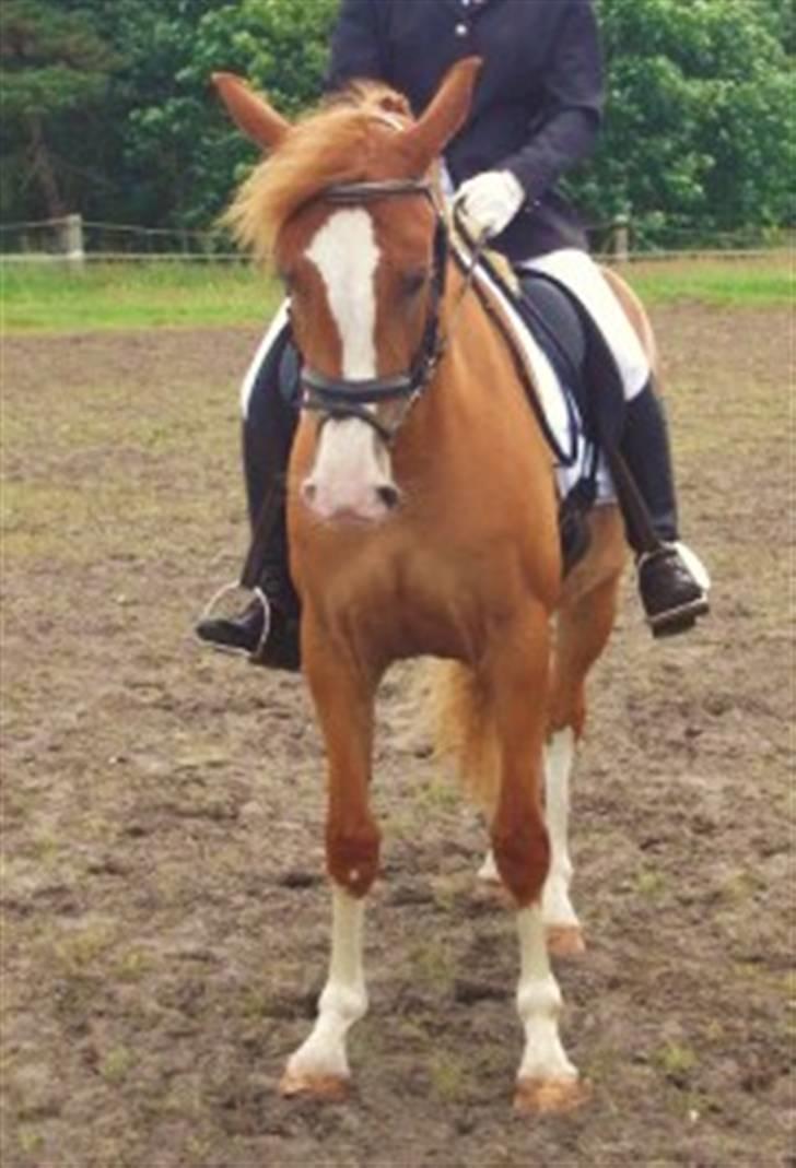 DSP Laramie'<3 - *R.I.P - Parade :D gamle ejer billede 9