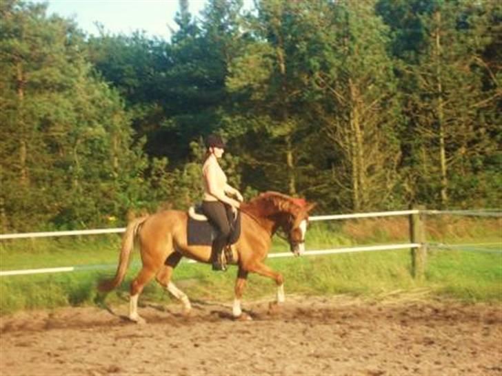 DSP Laramie'<3 - *R.I.P - skønnesen :D - gamle ejer billede 11