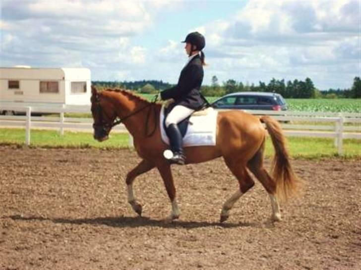 DSP Laramie'<3 - *R.I.P - til stævne <3 - gamle ejer billede 12