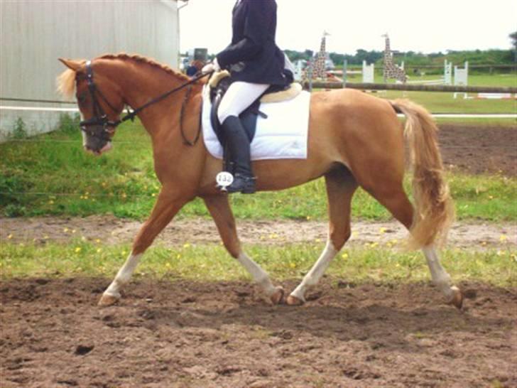 DSP Laramie'<3 - *R.I.P - skønneste <3 - gamle ejer billede 13