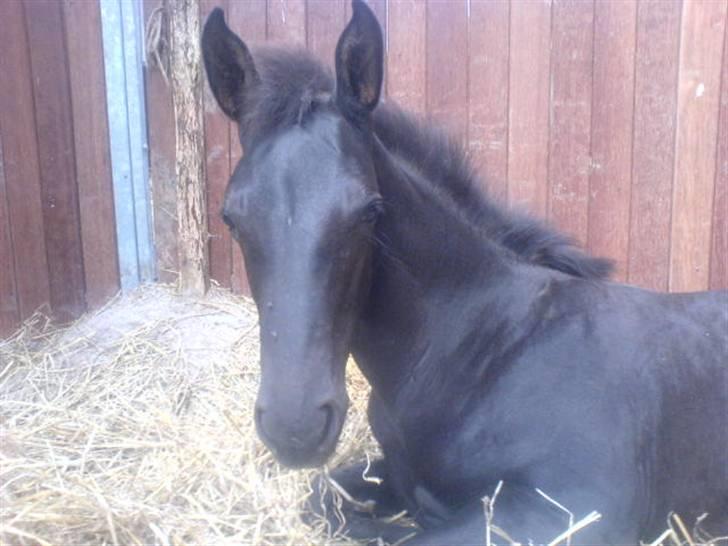 Dansk Varmblod Dark Darri SOLGT - hoved billede 14