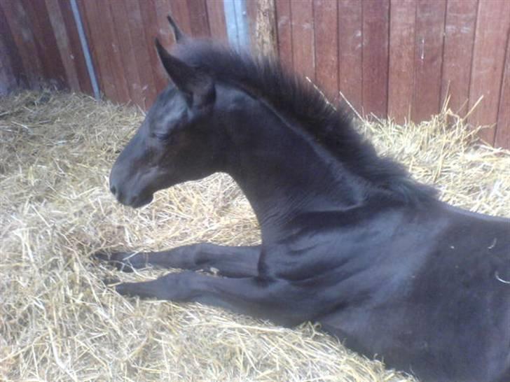 Dansk Varmblod Dark Darri SOLGT - strækker ud inden hun rejser sig billede 15