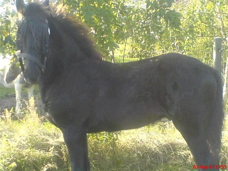 Frieser Doro (Hingst) R.I.P billede 2