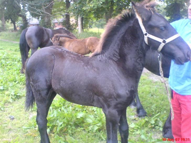 Frieser Doro (Hingst) R.I.P billede 3