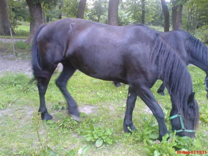 Frieser Doro (Hingst) R.I.P - Doro´s mor billede 4