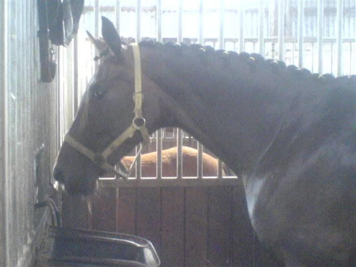 Dansk Varmblod intuition 'SOLGT - i boksen billede 13