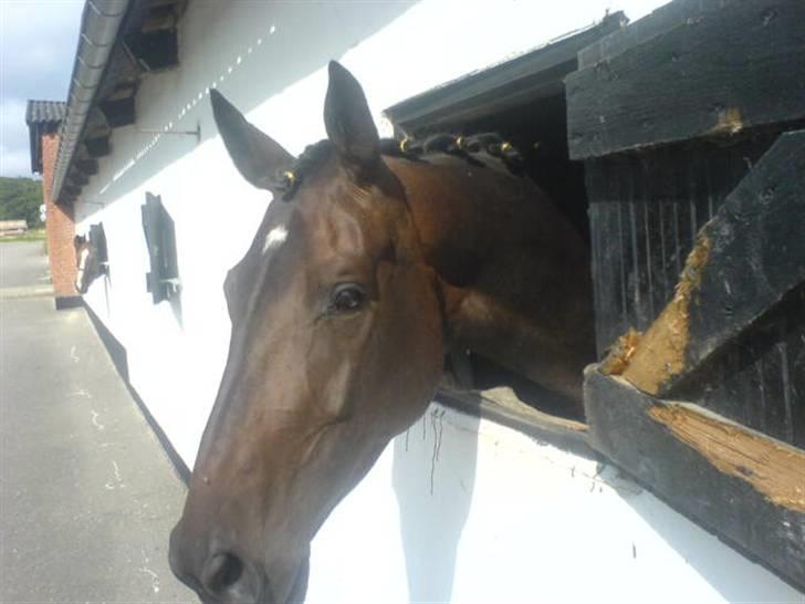 Dansk Varmblod intuition 'SOLGT - hjemme billede 14