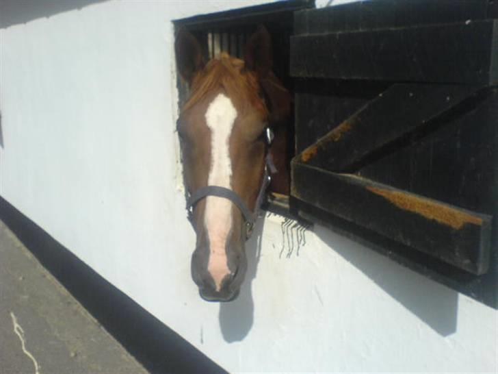 Dansk Varmblod Athene, Solgt - hendes vindue billede 9