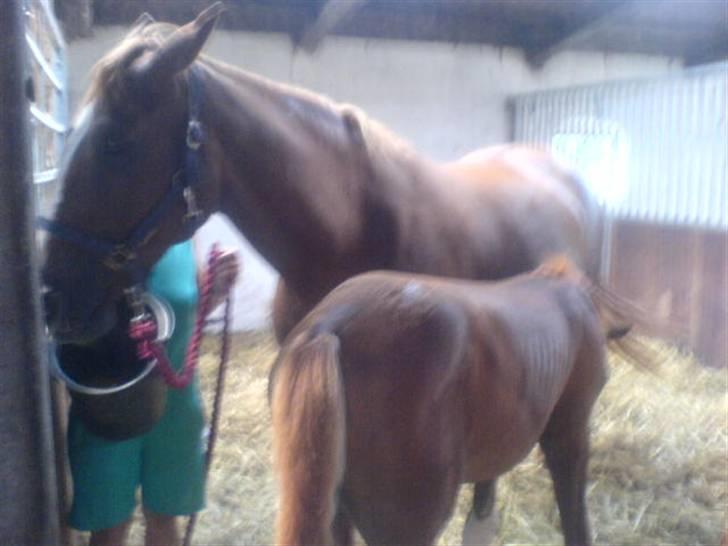 Dansk Varmblod Athene, Solgt - som ammemor til flying sky billede 10