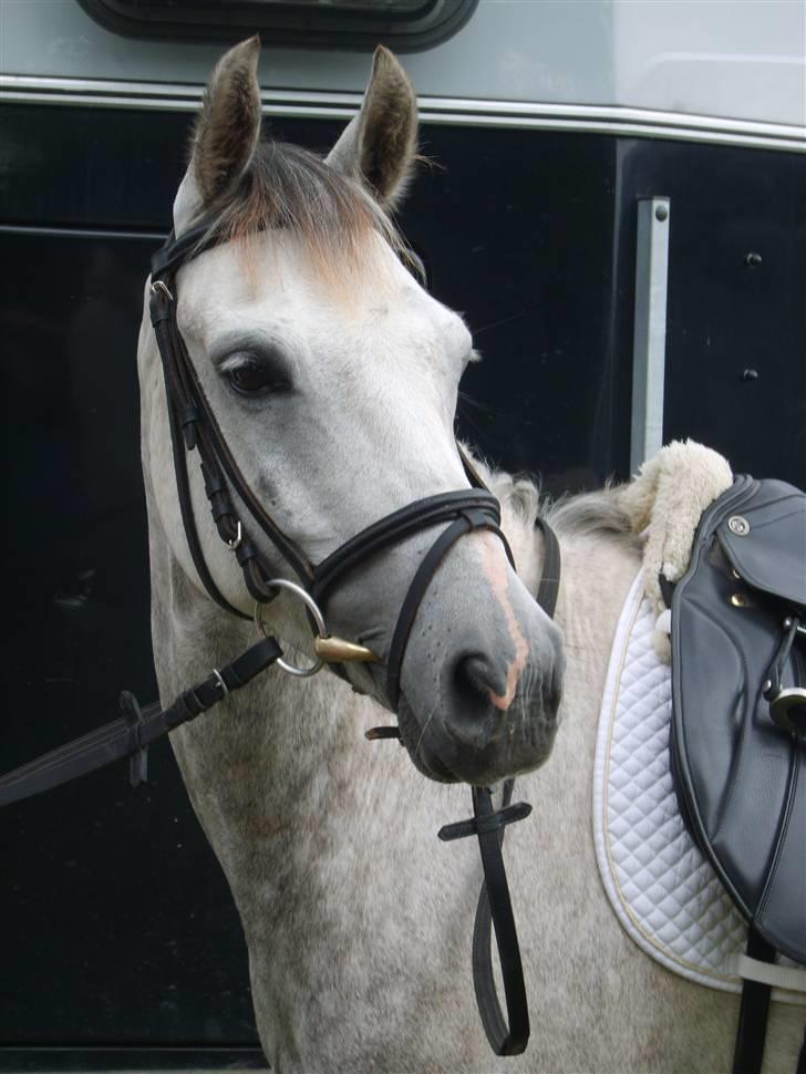 Welsh Partbred (Sec F) Lyngvejens Kenzo *SOLGT* - Billede nr. 1 Smukke Kenzo Klar til stævne....   billede 1