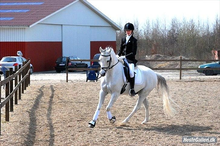 Welsh Partbred (Sec F) Lyngvejens Kenzo *SOLGT* - Billede nr. 2 Caroline og Kenzo 2010 billede 2