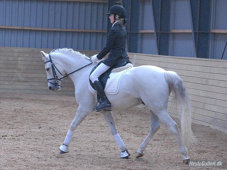 Welsh Partbred (Sec F) Lyngvejens Kenzo *SOLGT* - Billede nr 3 Caroline og Kenzo 2010 billede 3