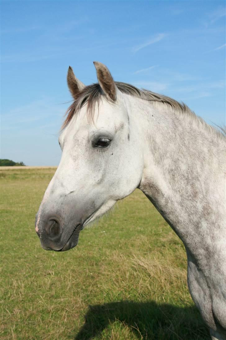 Welsh Partbred (Sec F) Lyngvejens Kenzo *SOLGT* - Billede nr 5 Hovedbilled fra folden billede 5
