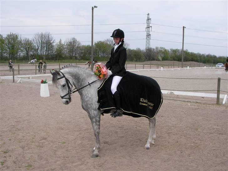 Welsh Partbred (Sec F) Lyngvejens Kenzo *SOLGT* - Billede nr 6 Klubmester 2007 for VER ( dressur ) billede 6