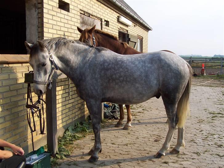 Welsh Partbred (Sec F) Lyngvejens Kenzo *SOLGT* - Billede nr. 7 Kenz ved striglebommen der hjemme (billedet er taget i 2005) billede 7