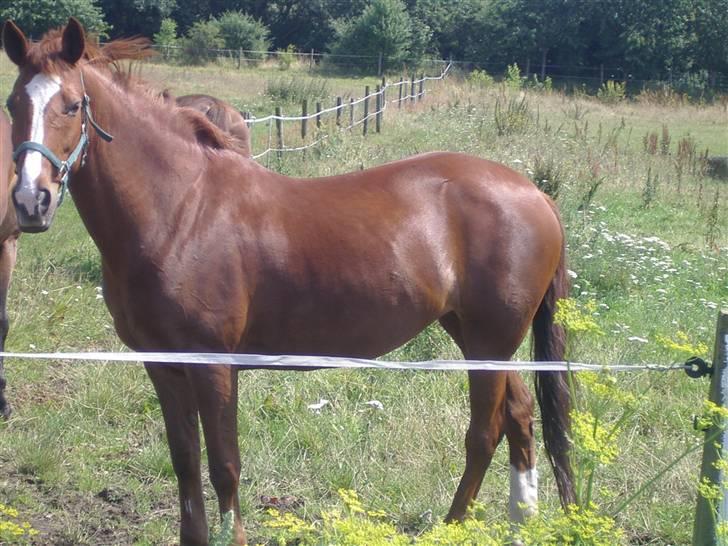 DSP Fifi - Worlds greatest † - En solskinsdag på folden (: . Ærgeligt det er taget lidt skævt ;s billede 20