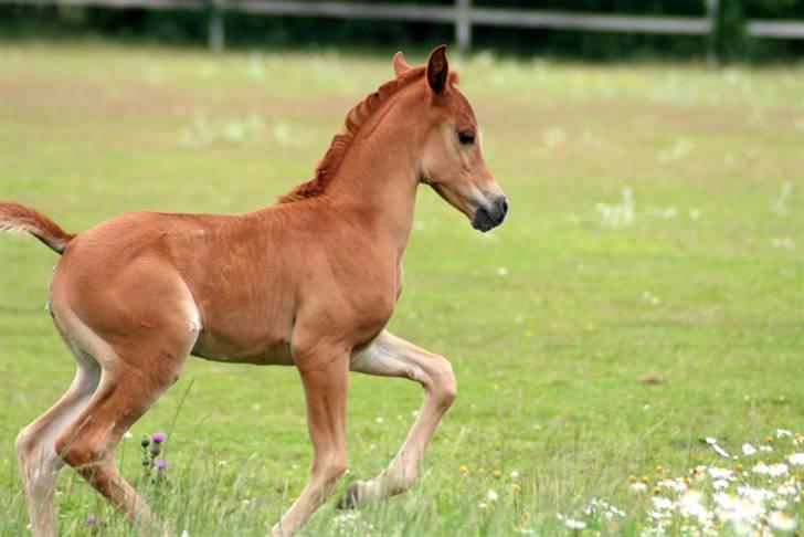 Arabisk fuldblod (OX) WML Al Mahrousse   - 14 juli 2007 billede 15