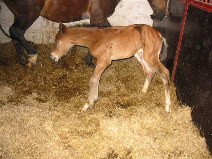 Dansk Varmblod Victoria - Victoria som føl.. billede 1