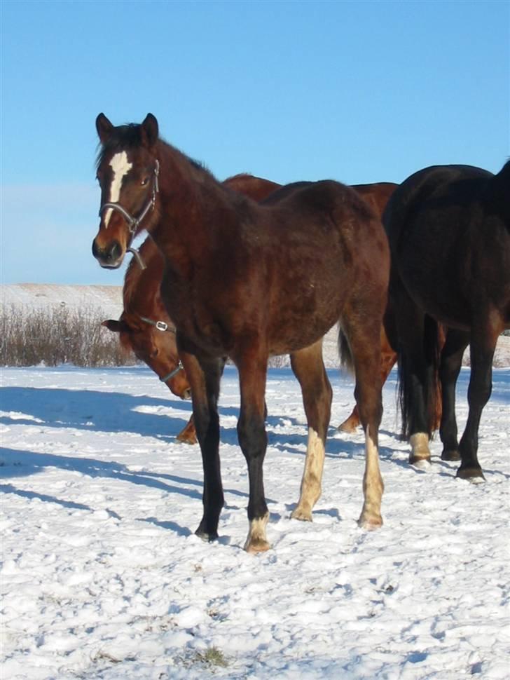 Dansk Varmblod Victoria billede 2