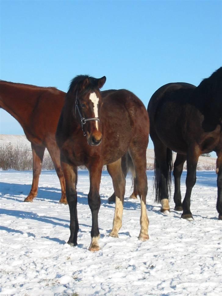 Dansk Varmblod Victoria billede 3