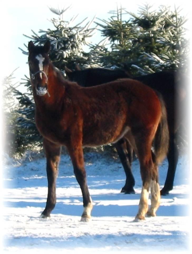 Dansk Varmblod Victoria billede 4