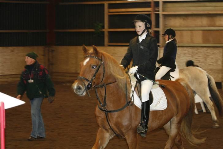 New Forest Tot - Stævne. billede 17