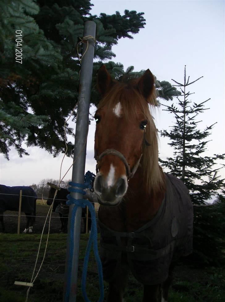 New Forest Tot - Totten <3 billede 18