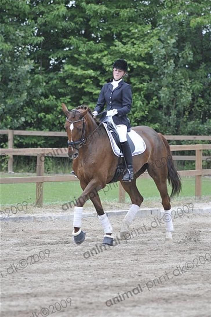 Dansk Varmblod CA-VA <3 R.I.P :'( - På solrød i LA2 billede 4