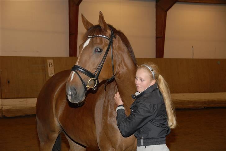 Dansk Varmblod CA-VA <3 R.I.P :'( billede 5